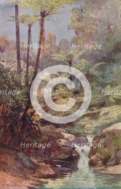 'Tree-Ferns', 1923. Creator: Unknown.