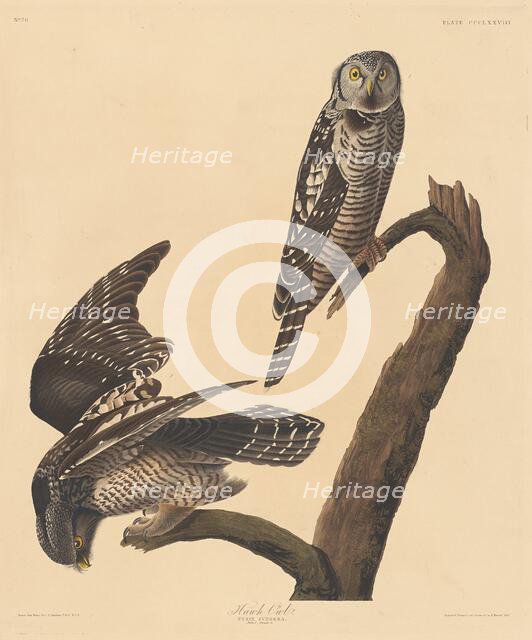 Hawk Owl, 1837. Creator: Robert Havell.