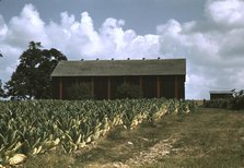 Field of Burley tobacco on farm of Russell Spears..., vicinity of Lexington, Ky., 1940. Creator: Marion Post Wolcott.