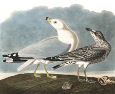 Ring-Billed Gull, Larus Delawarensis, 1845.