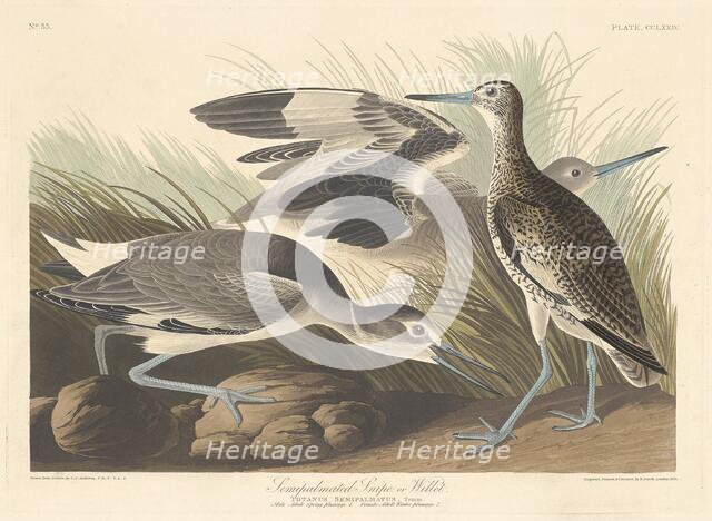 Semi-palmated Snipe or Willet, 1835. Creator: Robert Havell.