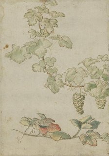Grapevine, c17th century. Creator: Unknown.