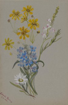 (Untitled, Group of Flowers), 1883. Creator: Mary Vaux Walcott.