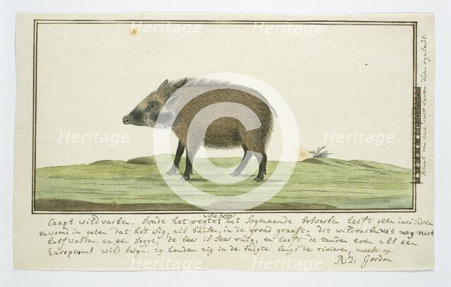 Phacochoerus aethiopicus aethiopicus (Cape warthog; female), c.1778-1779. Creator: Robert Jacob Gordon.