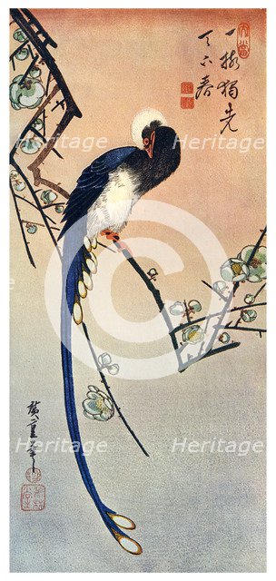 'Long Tailed Blue Bird on Branch of Plum Tree in Blossom', 19th century (1925). Artist: Unknown