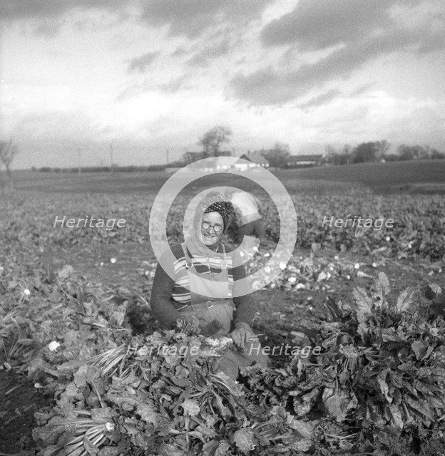 Harvesting sugar beet, Scania, Sweden, 1949. Artist: Otto Ohm