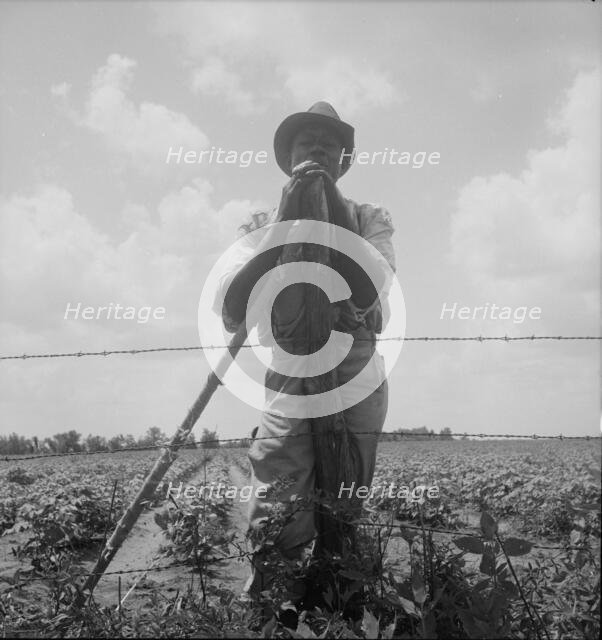 Negro sharecropper with twenty acres, Brazos riverbottoms, near Bryan, Texas, 1938. Creator: Dorothea Lange.