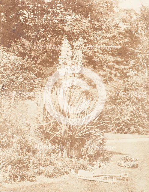 Yucca Gloriosa, 1853-56. Creator: John Dillwyn Llewelyn.