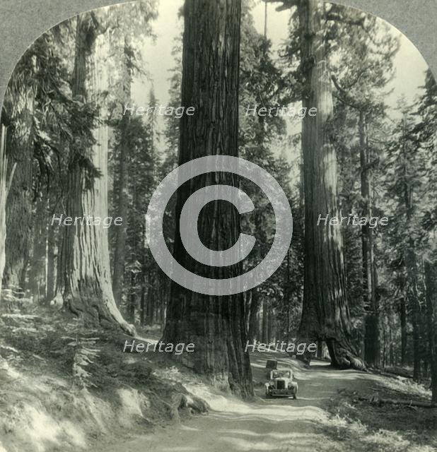 'The Wawona Tunnel, Tree and Surrounding Forest, Mariposa Grove, Yosemite Nat. Park, Calif.', c1930s Creator: Unknown.