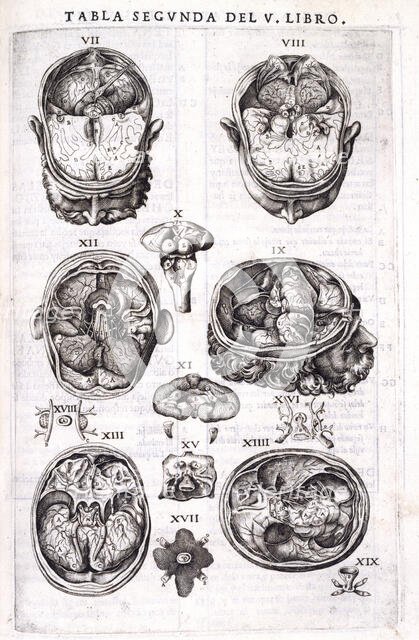 Anatomy of the human cortex, 1556.  Creator: Nicolas Beatrizet.