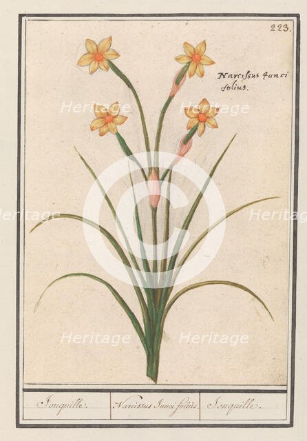 Narcis (Narcissus), 1596-1610. Creators: Anselmus de Boodt, Elias Verhulst.