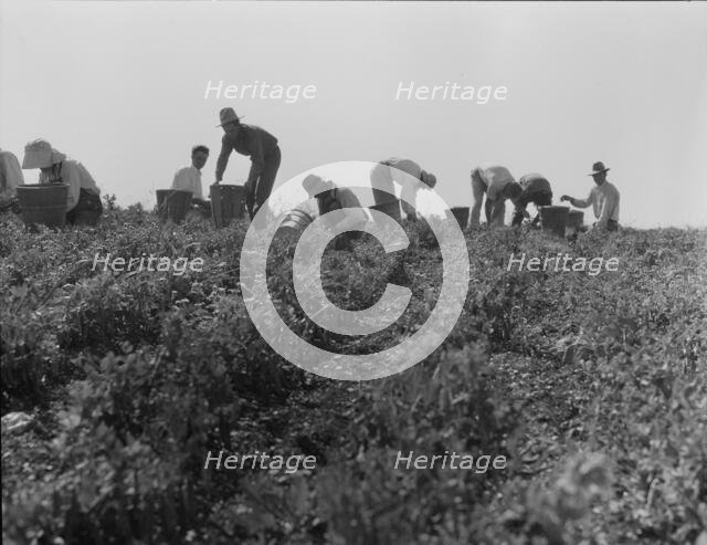 Harvesting peas requires large crews of migratory labor, Nipomo, California, 1937. Creator: Dorothea Lange.