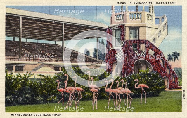 Flamingos at Hialeah Park, Miami Jockey Club race track, Miami, Florida, USA, 1934. Artist: Unknown