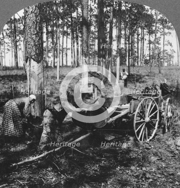 In a great pine forest, collecting turpentine, North Carolina, USA, late 19th or early 20th century. Artist: Keystone View Company