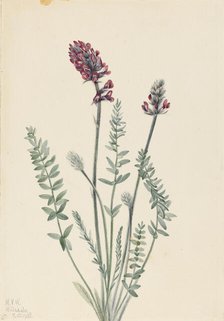 Showy Oxytrope (Oxytropis splendens), 1922. Creator: Mary Vaux Walcott.