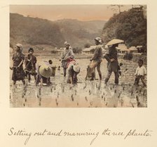 Setting out and manuring the rice plants, about 1873-1883. Creator: Shinichi Suzuki I.