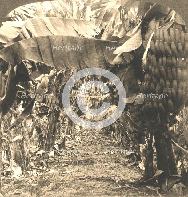 'In the Heart of a Banana Plantation, Hawaiian Islands', 1901. Creator: Works and Sun Sculpture Studios.