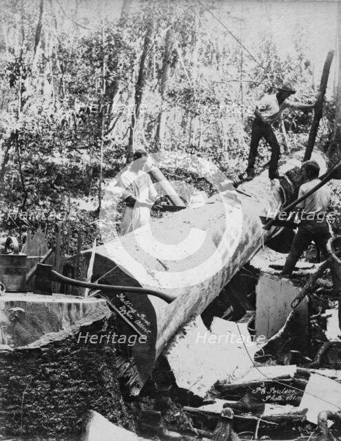 Upper Albert Falling Pine, 1894. Creator: Poul C Poulsen.