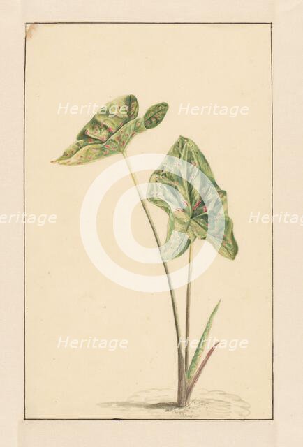 Spotted arum, 1668-1729. Creator: Vincent Laurentz van der Vinne I.