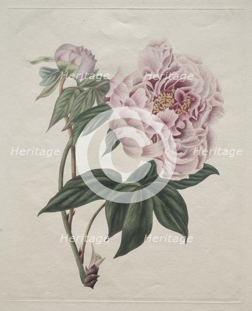 Chinese Tree Peony (Paeonia suffruticosa), c. 1820. Creator: Smith (British).
