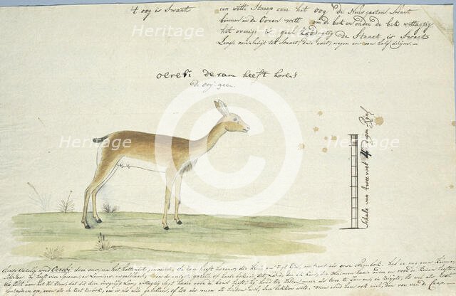 Ourebia ourebi (Oribi), 1777-1786. Creator: Robert Jacob Gordon.