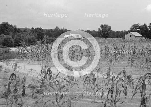 Landscape showing farmhouse, outbuildings, and cornfield, Caswell County, North Carolina, 1939. Creator: Dorothea Lange.