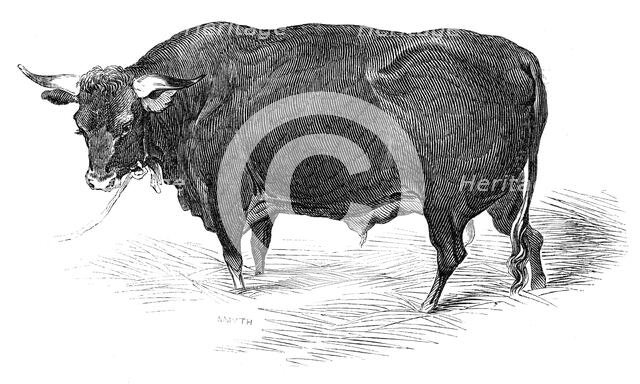 Mr. G. Turner's Devon bull, 1844. Creator: Unknown.