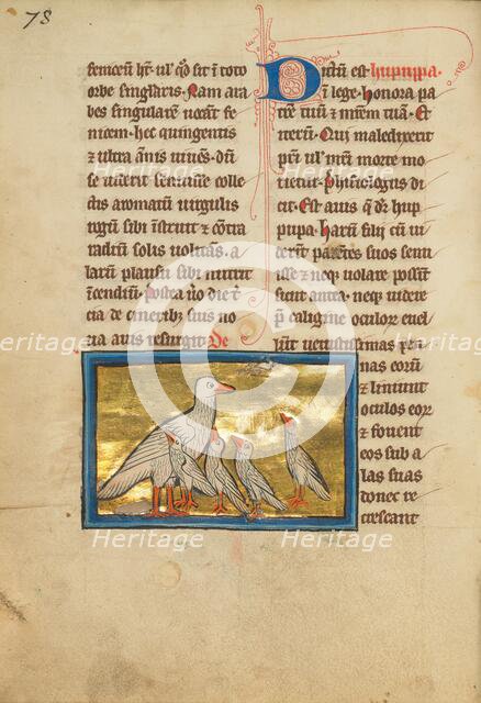 A Hoopoe; De Natura Avium; De Pastoribus et Ovibus, 1277 or after. Creator: Unknown.