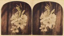 Lilies, about 1865. Creator: Unknown.