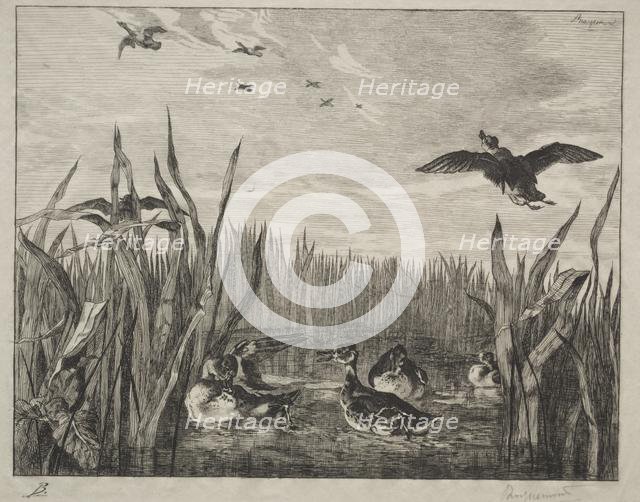 Teal, 1853. Creator: Félix Bracquemond (French, 1833-1914).