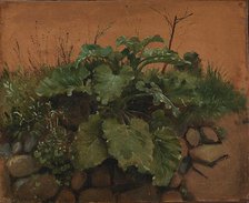 A Burdock and Other Plants on a Stone Wall, 1847. Creator: Johan Thomas Lundbye.