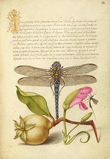 Dragonfly, Pear, Carnation, and Insect, 1561-1562; illumination added 15+E:K1-1596. Creator: Joris Hoefnagel.