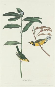 Hooded Warbler, 1831. Creator: Robert Havell.