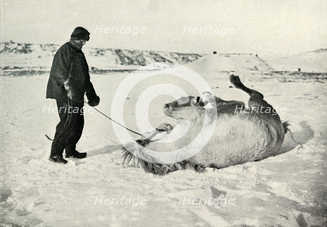 'Cherry-Garrard Giving His Pony 'Michael' A Roll in the Snow', c1911, (1913). Artist: Herbert Ponting.