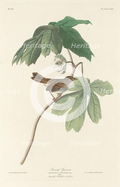 Swamp Sparrow, 1829. Creator: Robert Havell.
