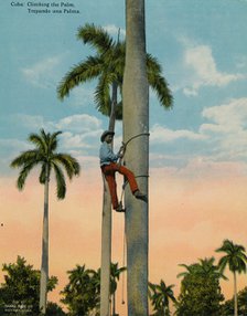 Climbing a palm tree, Cuba, c1920.  Artist: Unknown.