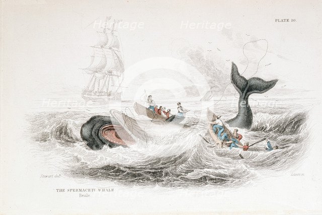 Harpooning a Sperm Whale, 1837. Artist: William Jardine
