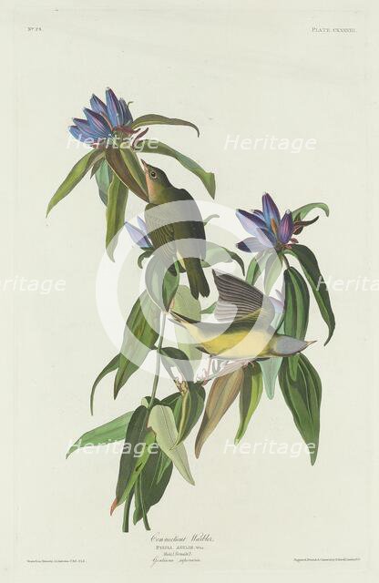 Connecticut Warbler, 1832. Creator: Robert Havell.