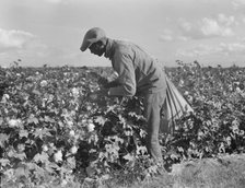 Migratory field worker picking cotton in San Joaquin Valley, CA, 1938. Creator: Dorothea Lange.
