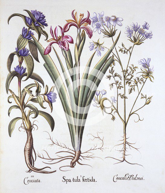 Stinking Iris, Orlaya, and Crosswort Gentian, from 'Hortus Eystettensis', by Basil Besler (1561-1629