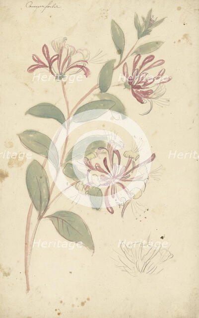 Honeysuckle, 1677-1755. Creator: Elias van Nijmegen.