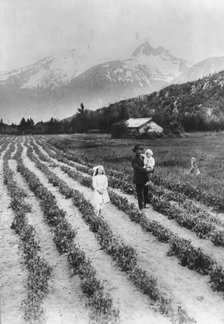 Scene on farm in southeastern Alaska, where small fruits and vegetables..., between c1900 and 1923. Creator: Unknown.