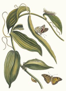 Banille. From the Book Metamorphosis insectorum Surinamensium, 1705. Creator: Merian, Maria Sibylla (1647-1717).