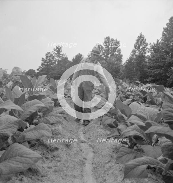 Possibly: Children helping father, tobacco sharecropper..., Person County, North Carolina, 1939. Creator: Dorothea Lange.