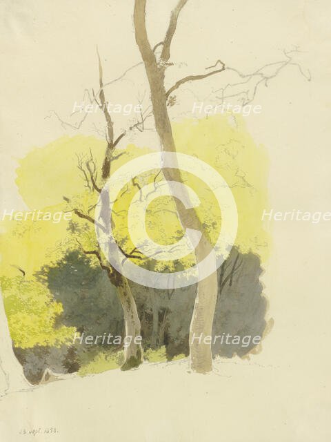 Pair of trees, a dense forest in the background, 1858. Creator: Carl Theodor Reiffenstein.