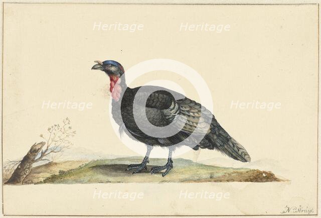Bird with black feathers and a red crop, standing, left, c.1699-c.1719. Creator: Nicolaas Struyk.