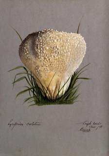 A puff ball (Lycoperdon species), 1888. Creator: Edwin Wheeler.