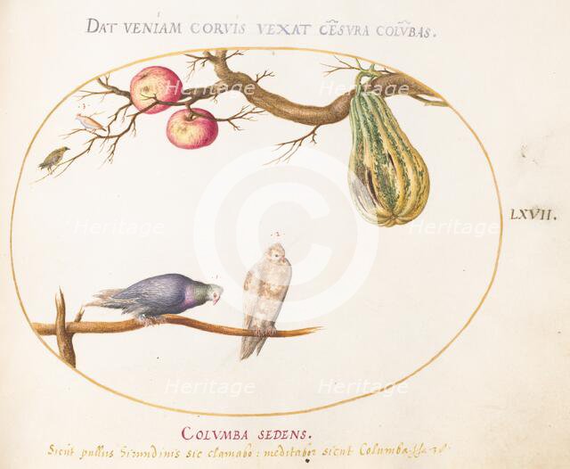 Animalia Volatilia et Amphibia (Aier): Plate LXVII, c. 1575/1580. Creator: Joris Hoefnagel.