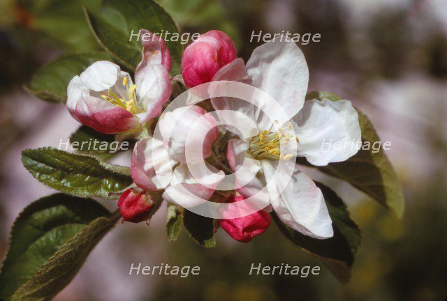 Apple Blossom (April), 20th century. Artist: CM Dixon.
