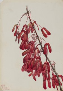 Carolina Maple (Acer carolinianum), 1923. Creator: Mary Vaux Walcott.